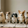 100 Races de chien : le guide complet des petits chiens - La classe des quatre pattes