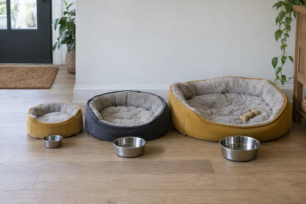 Caractéristiques d'une race de chien : bien la choisir