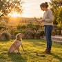 Chien facile à dresser : 10 races de chiens à comparer