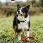 Border collie : caractère, tempérament et besoins de ce chien - La classe des quatre pattes