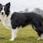 Border collie taille adulte : mensurations par sexe et âge - La classe des quatre pattes
