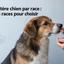 Caractère chien par race : fiches races pour choisir