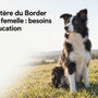 Caractère du Border Collie femelle : besoins et éducation - La classe des quatre pattes