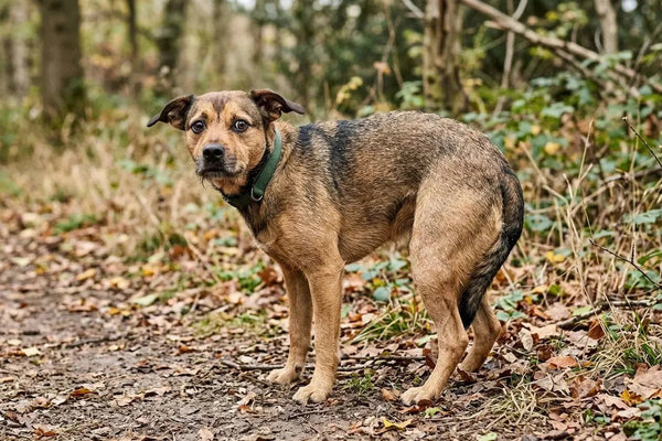 Chien agressif sans raison : causes et solutions efficaces - La classe des quatre pattes