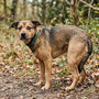 Chien agressif sans raison : causes et solutions efficaces - La classe des quatre pattes