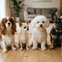 Chien groupe 9 : toutes les races d'agrément et de compagnie - La classe des quatre pattes