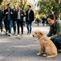 Chien non socialisé que faire : guide de sociabilisation - La classe des quatre pattes