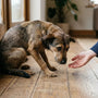 Chien peureux : aider un adulte avec un manque de socialisation - La classe des quatre pattes