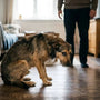 Chien peureux des humains : comment l'aider efficacement - La classe des quatre pattes