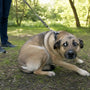 Chien peureux que faire : aider et rassurer son chien - La classe des quatre pattes