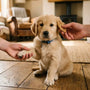 Comment socialiser son chiot : guide et conseils pratiques - La classe des quatre pattes
