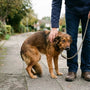 Comment socialiser un chien peureux et vaincre sa peur - La classe des quatre pattes