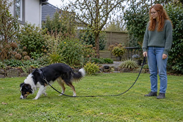 Chien difficile à éduquer : races et méthodes adaptées
