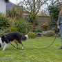 Chien difficile à éduquer : races et méthodes adaptées