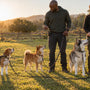 Chien difficile à dresser : races et conseils d'éducation