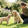 Étapes pour socialiser correctement son chien : guide et conseils - La classe des quatre pattes
