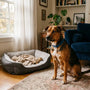 Règle des 3-3-3 : réussir l'adaptation de votre chien après adoption