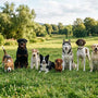 Les 10 groupes de races de chiens selon la FCI - La classe des quatre pattes