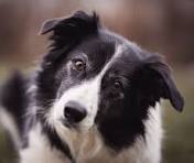 L'importance de connaître la génétique de son chien - La classe des quatre pattes