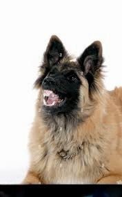 Prévention morsure pour enfants - La classe des quatre pattes