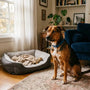 Règle des 3-3-3 : réussir l'adaptation de votre chien après adoption - La classe des quatre pattes
