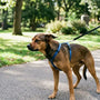 Socialiser un chien adulte agressif : conseils pratiques - La classe des quatre pattes