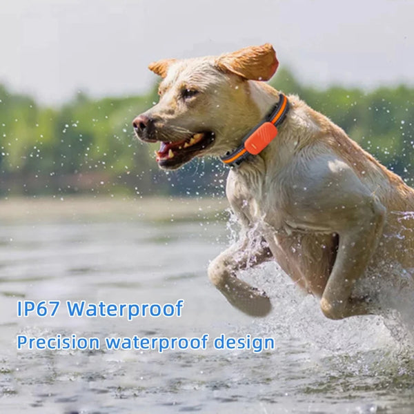 🐶 Traceur GPS 4G pour chien – Sécurité et liberté réunies !