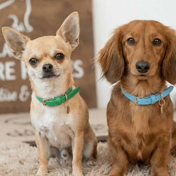 Collier Expert "Poids Plume" – Spécial Petites Races (Yorkshire, Chihuahua, Chiot) - Noir La classe des quatre pattes |