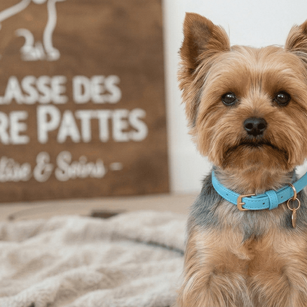Collier Expert "Poids Plume" – Spécial Petites Races (Yorkshire, Chihuahua, Chiot) - Noir La classe des quatre pattes |