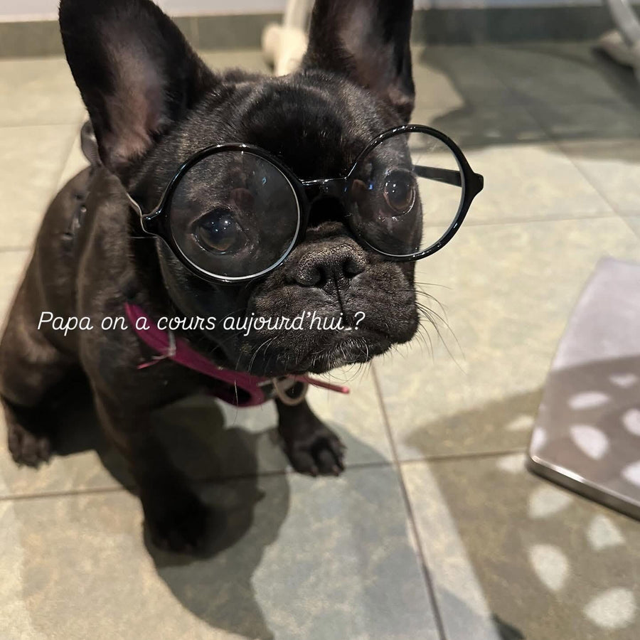 Sarra, la bouledogue française, avec ses lunettes